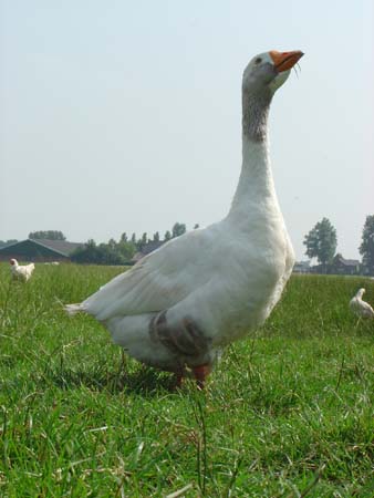 DSC01232